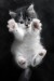 cat-jump-f.jpg